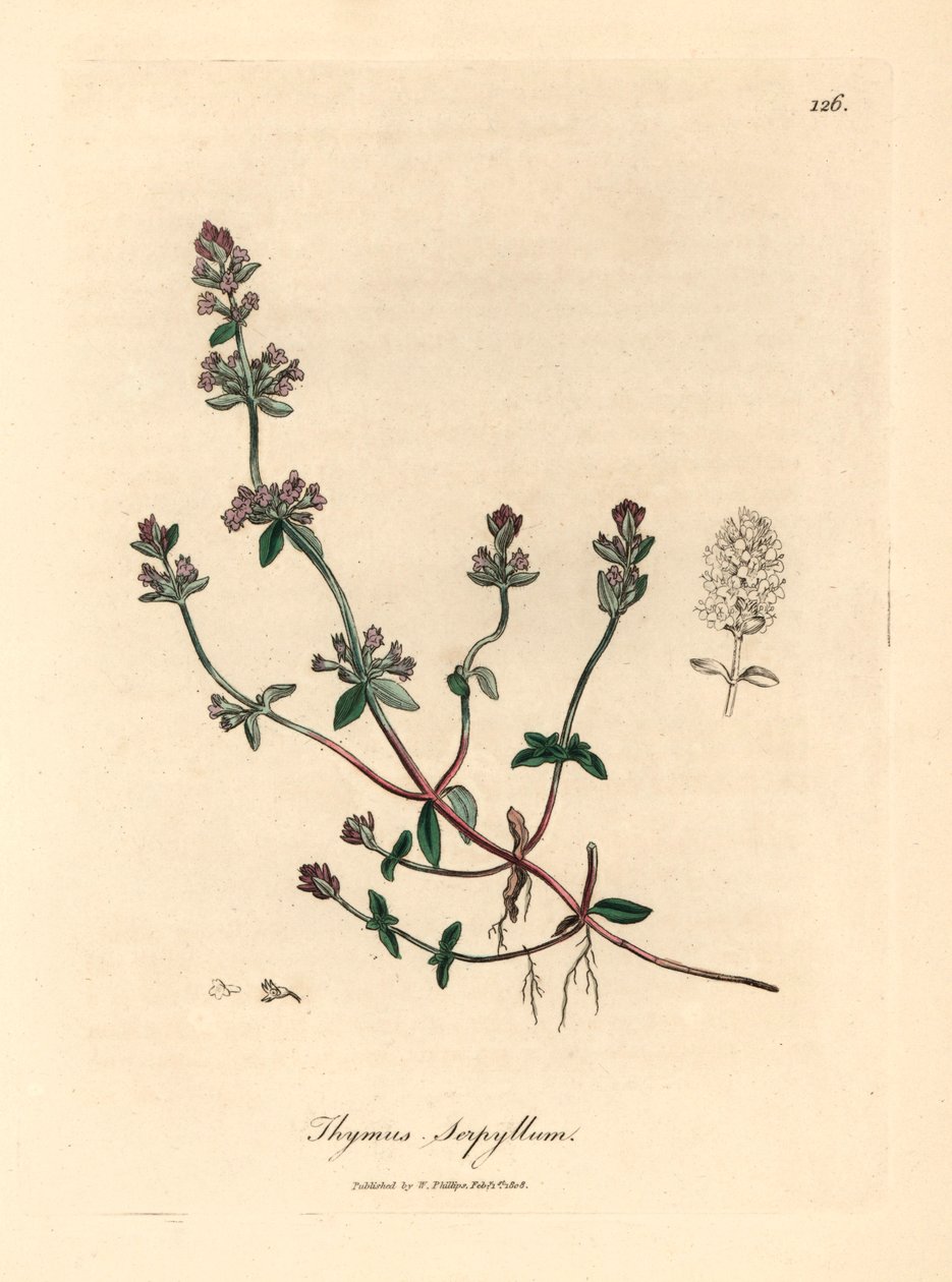 Mor çiçekli yabani kekik, Thymus serpyllum, William Woodville