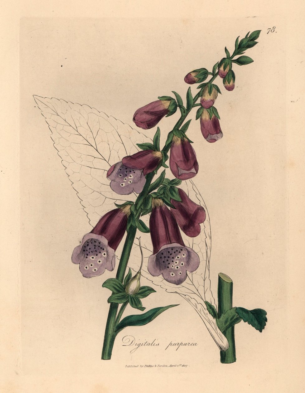 Mor yüksük otu, Digitalis purpurea, William Woodville