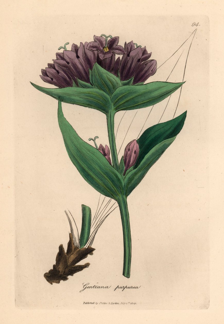 Mor centiyana, Gentiana purpurea, William Woodville