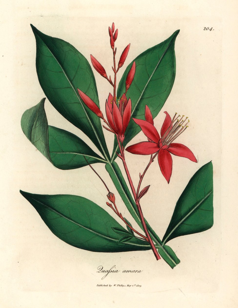 Kırmızı çiçekli acı quassia, Quassia amara, William Woodville