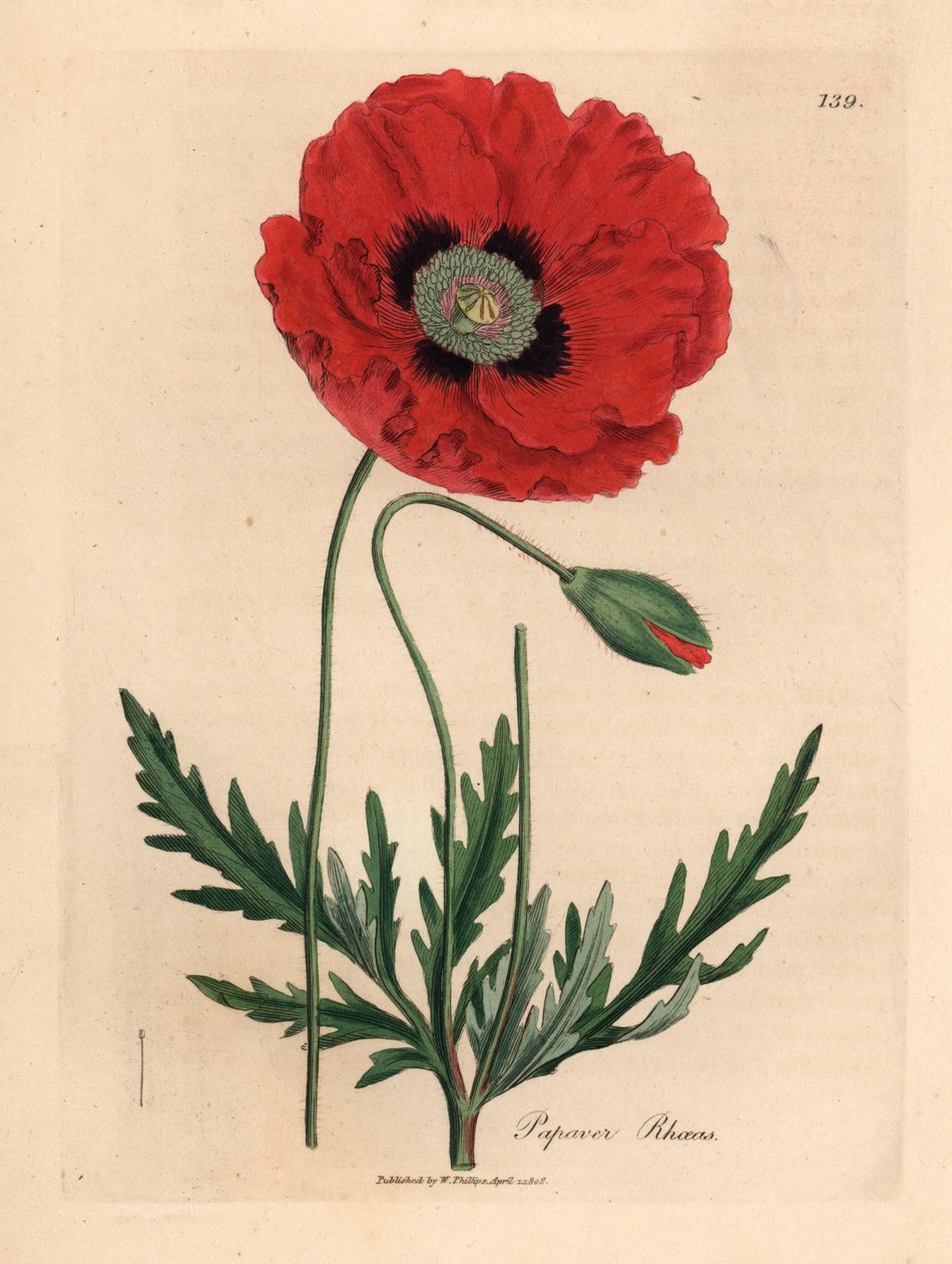 Kırmızı veya mısır haşhaşı, Papaver rhoeas, William Woodville
