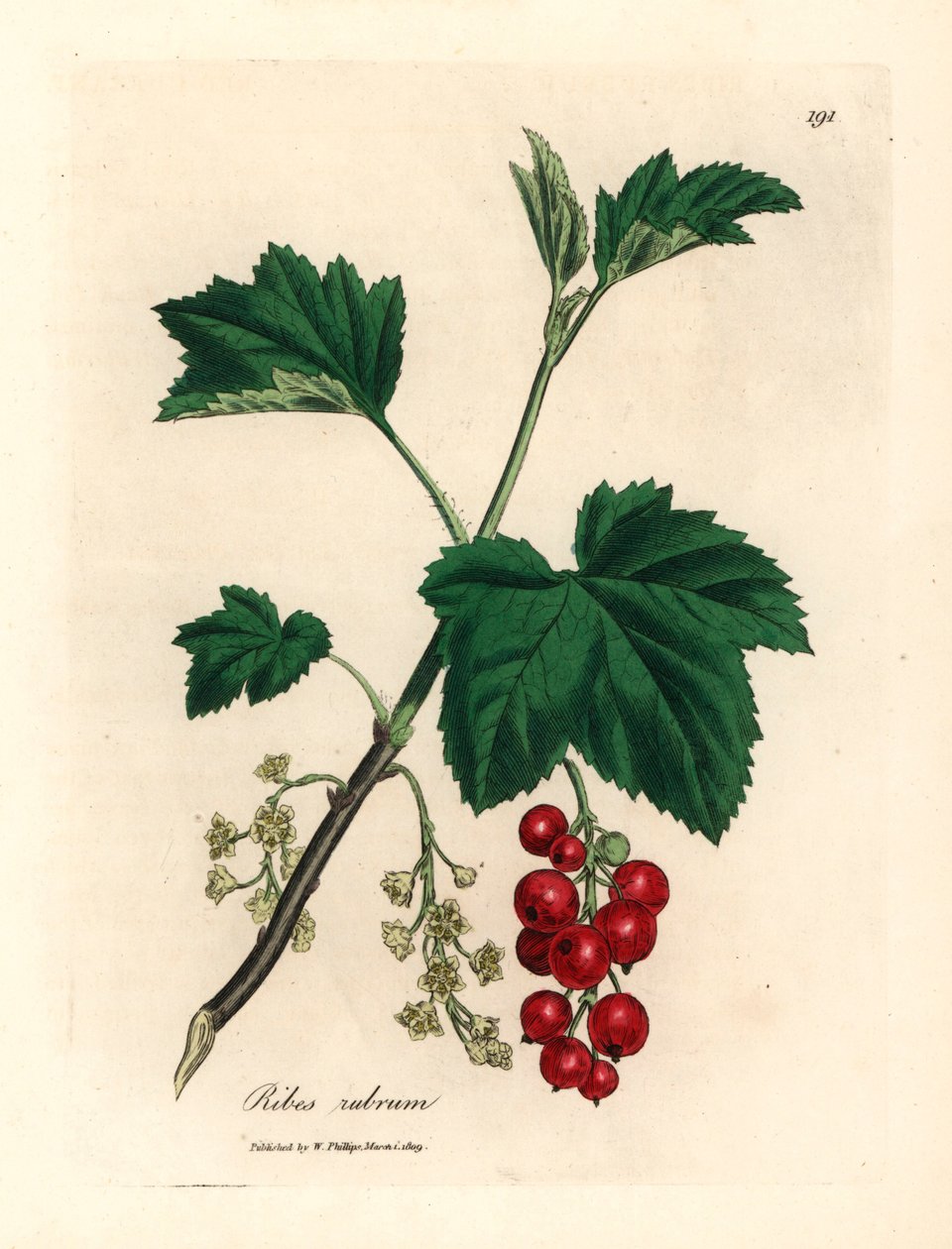 Frenk üzümü ağacı, Ribes rubrum, William Woodville