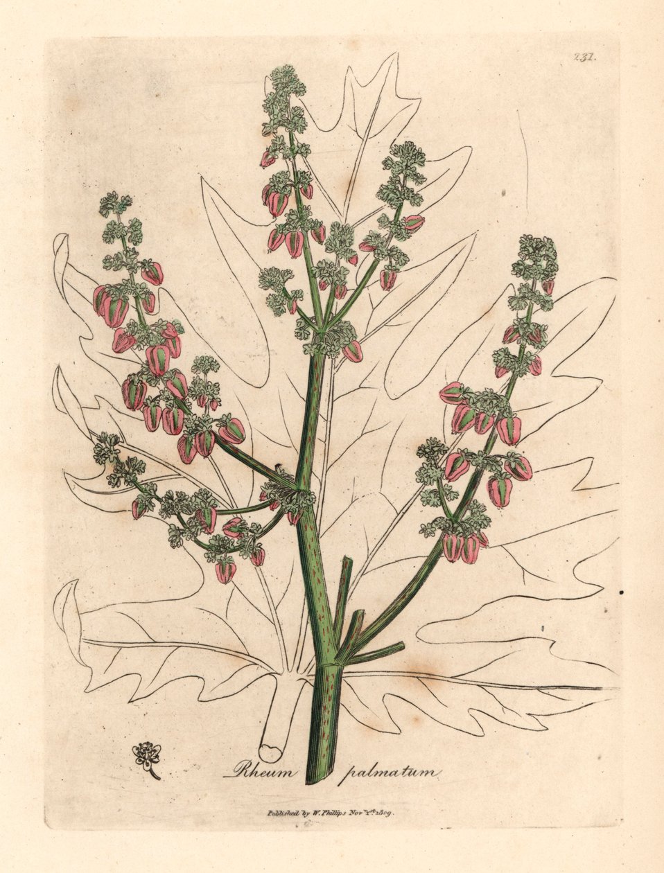 Rubarb çiçekleri ve sapı, yaprak anahatları, Rheum palmatum, William Woodville