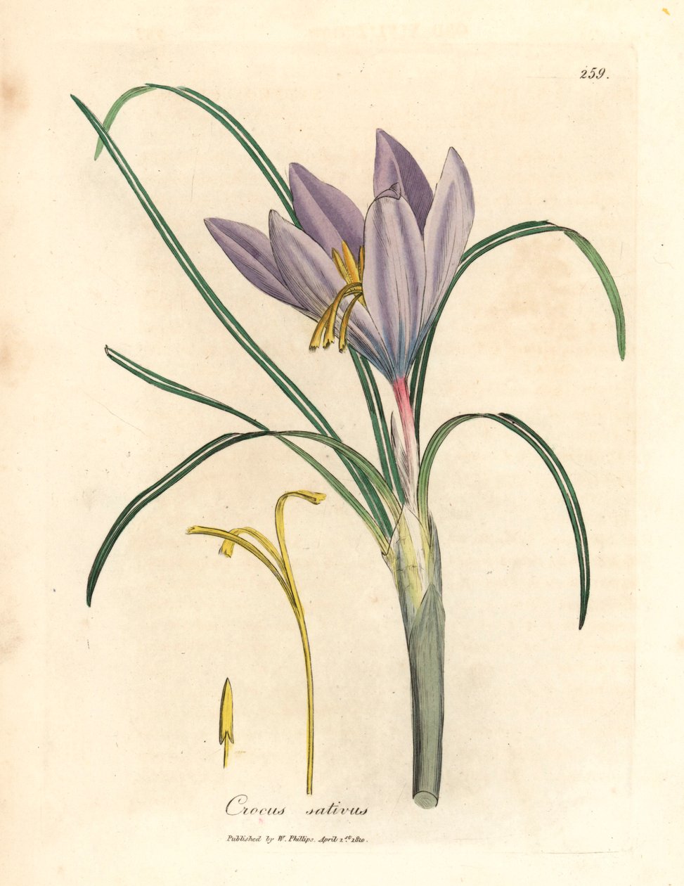 Safran çiğdem, Crocus sativus, William Woodville