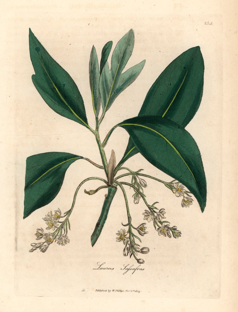 Sassafras ağacı, Laurus sassafras, William Woodville