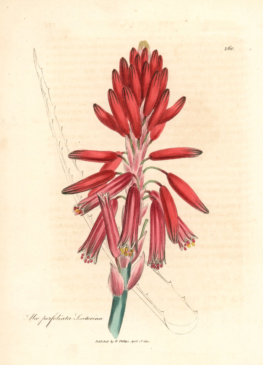 Socotorine aloe, Aloe perfoliata socotorina, William Woodville