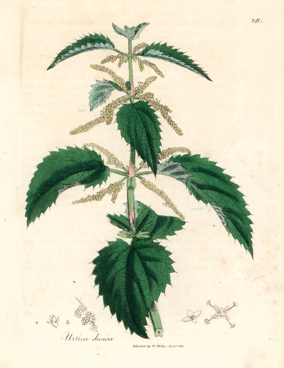 Isırgan otu, Urtica dioica, William Woodville