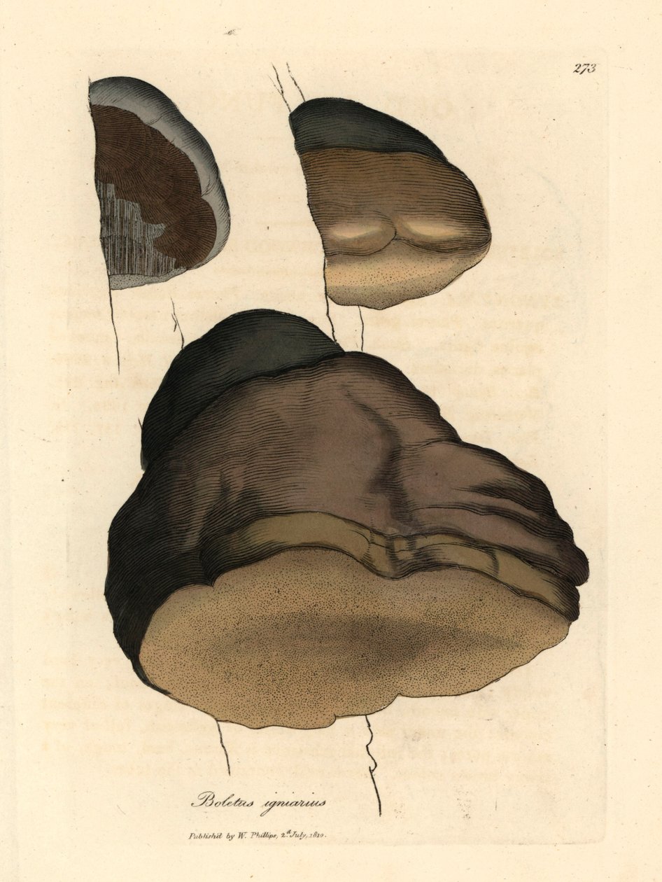 Touchwood çörek veya agarik mantar, Boletus igniarius, William Woodville