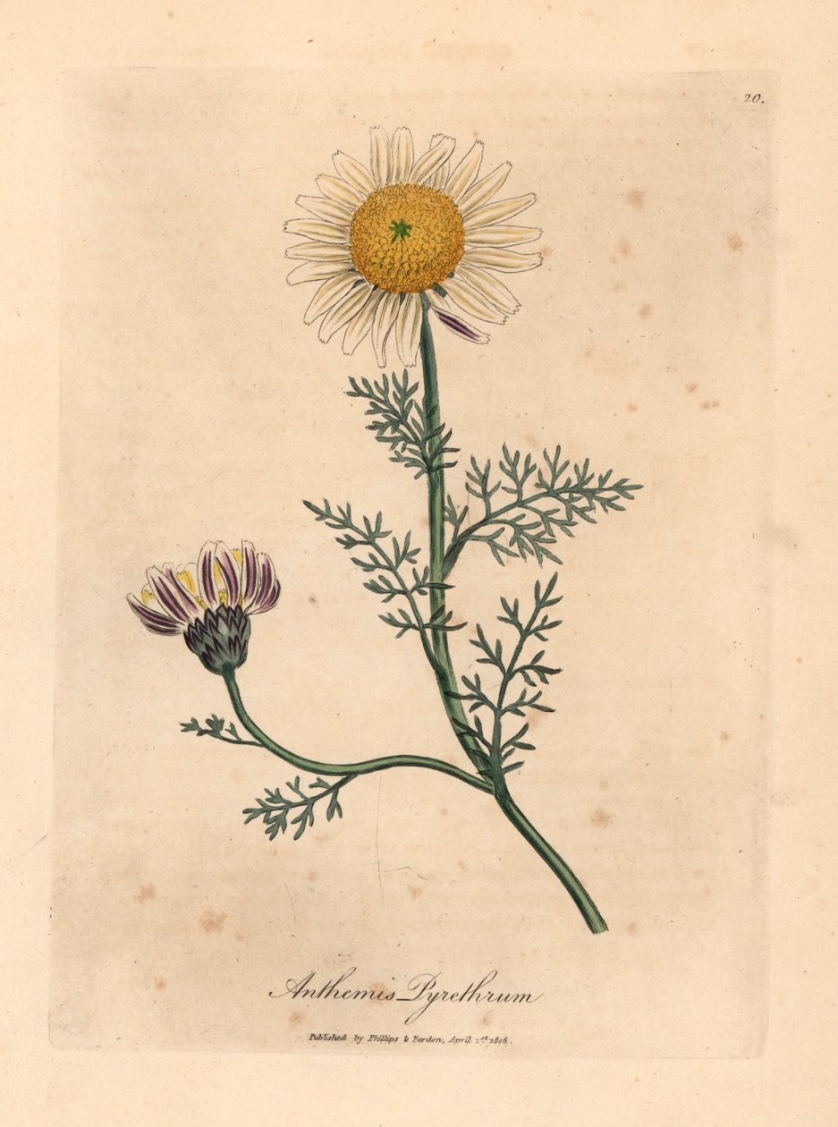 Beyaz ve sarı İspanyol papatyası, Anthemis pyrethrum, William Woodville