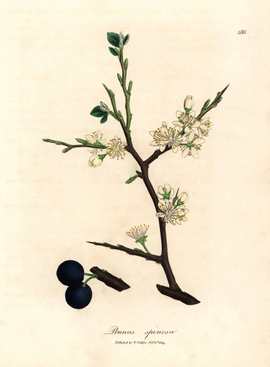 Yaban eriği ağacının beyaz çiçeği ve mavi meyveleri, Prunus spinosa, William Woodville