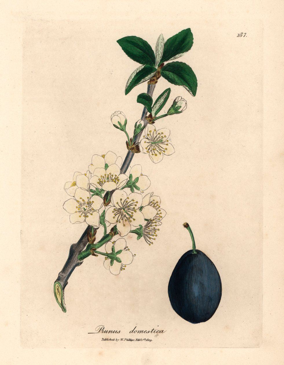 Beyaz çiçek ve erik veya erik ağacının meyvesi, Prunus domestica, William Woodville