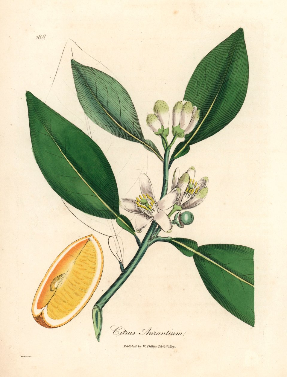 Portakal ağacının beyaz çiçeği ve olgun meyve bölümü, Citrus aurantium, William Woodville