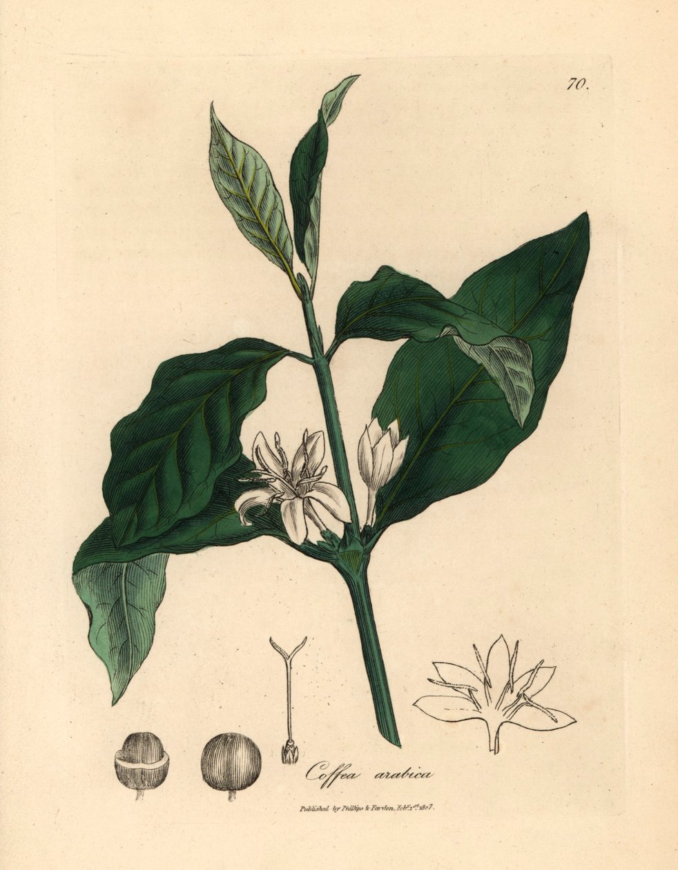 Beyaz çiçek, yapraklar ve kahve bitkisinin çekirdeği, Coffea Arabica, William Woodville
