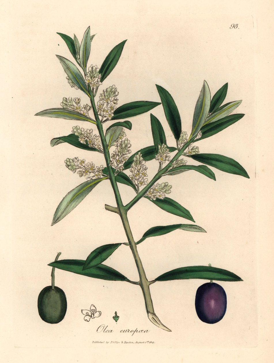Beyaz çiçekli Avrupa zeytin ağacı, meyveli Olea europaea, William Woodville