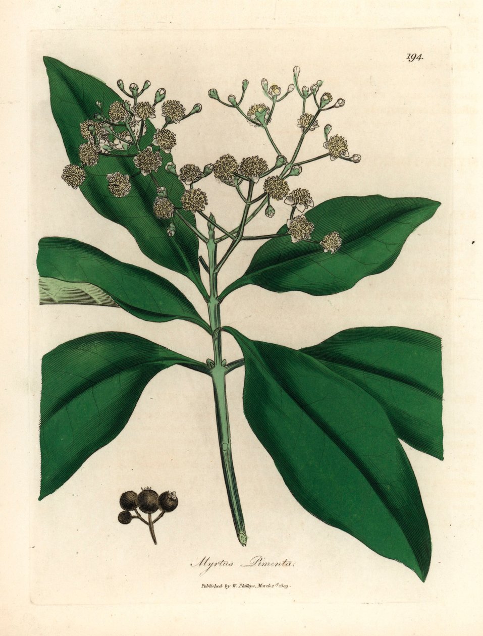 Beyaz çiçekli yenibahar ağacı, Myrtus pimenta, William Woodville