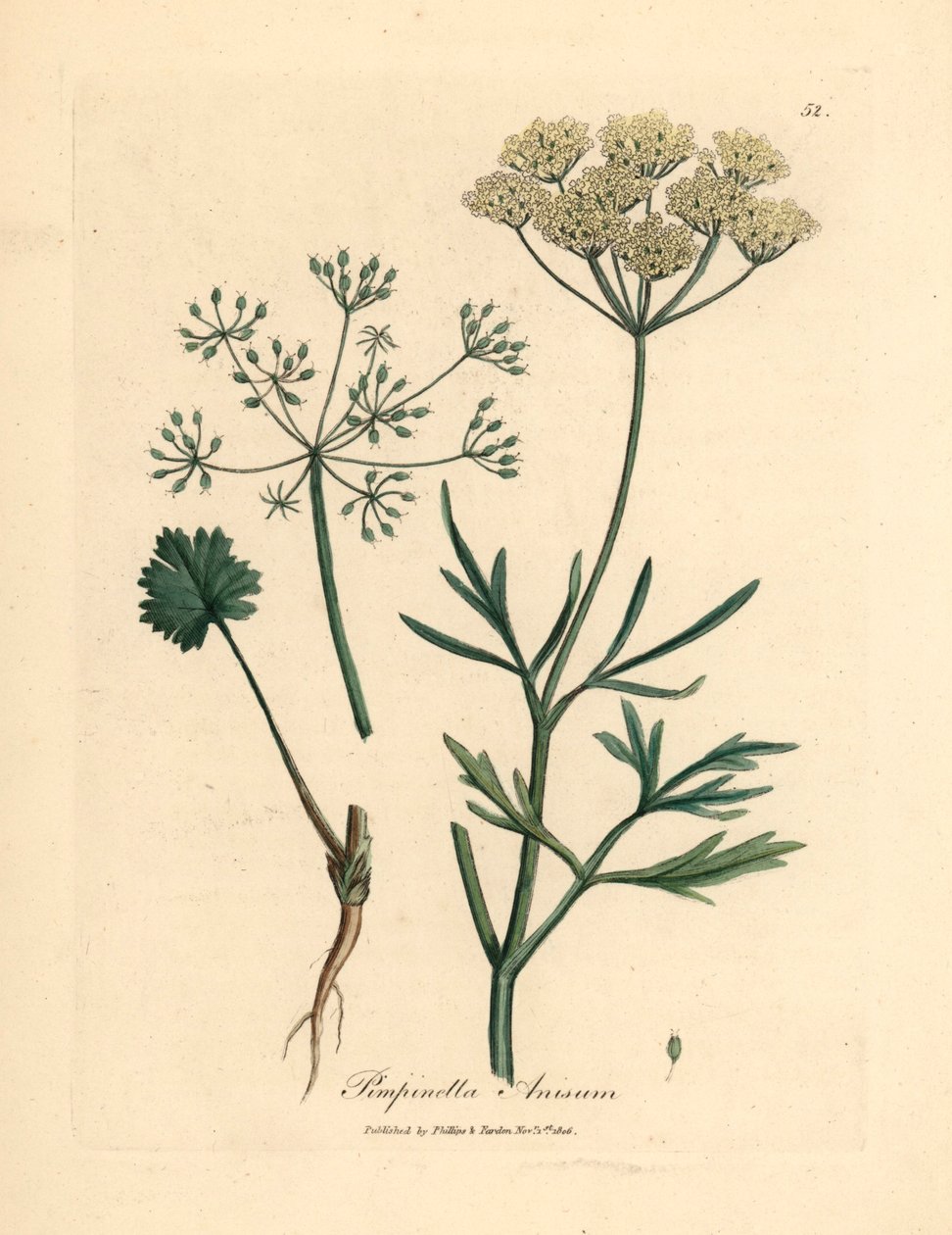 Beyaz çiçekli anason, Pimpinella anisum, William Woodville