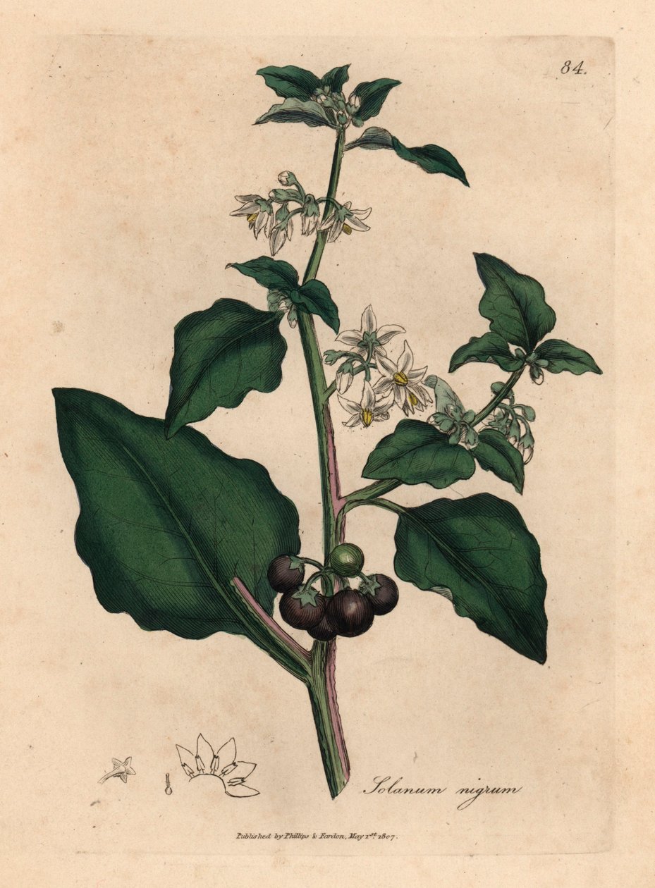 Beyaz çiçekli, siyah dut, bahçe itüzümü, Solanum nigrum, William Woodville