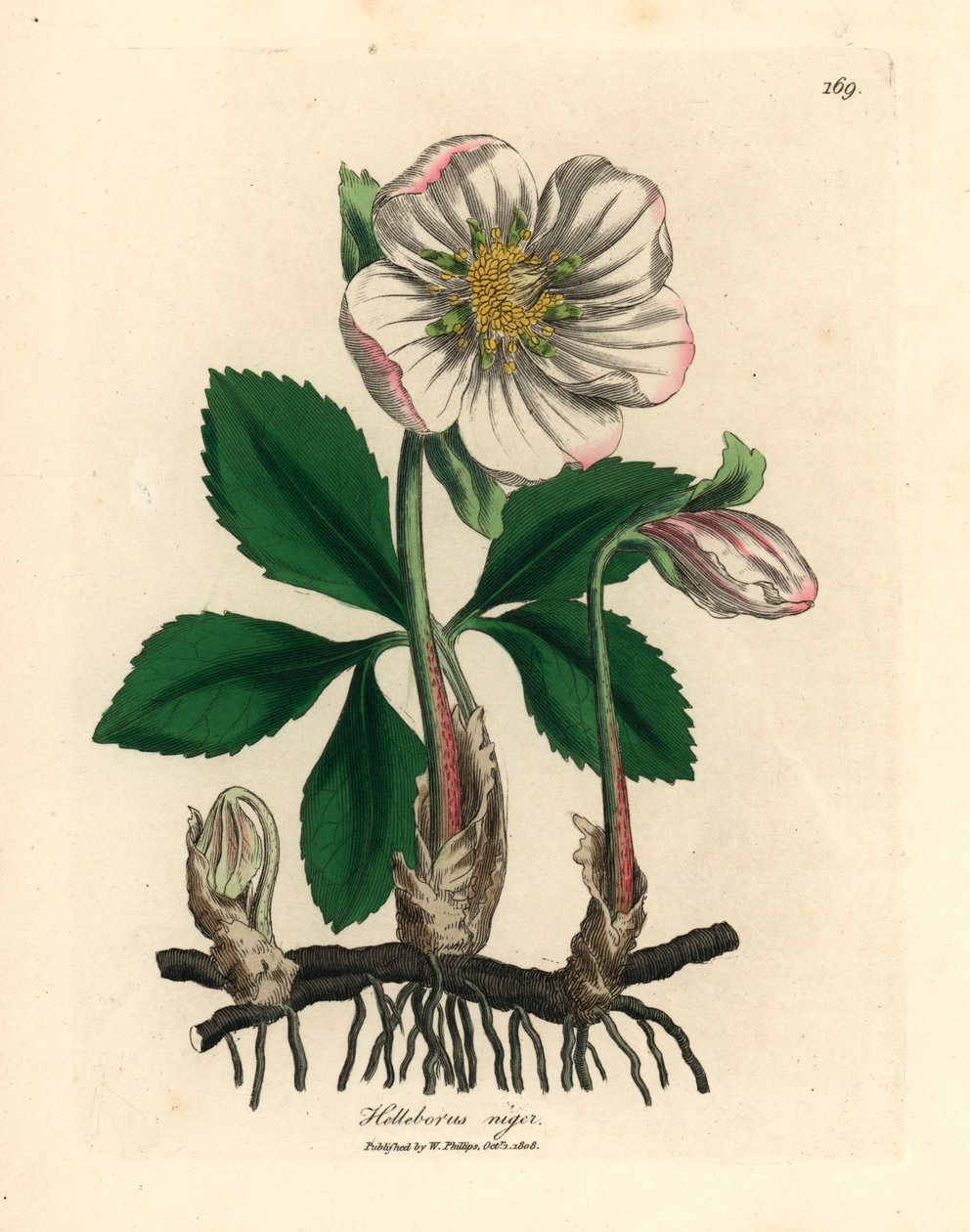 William Woodville