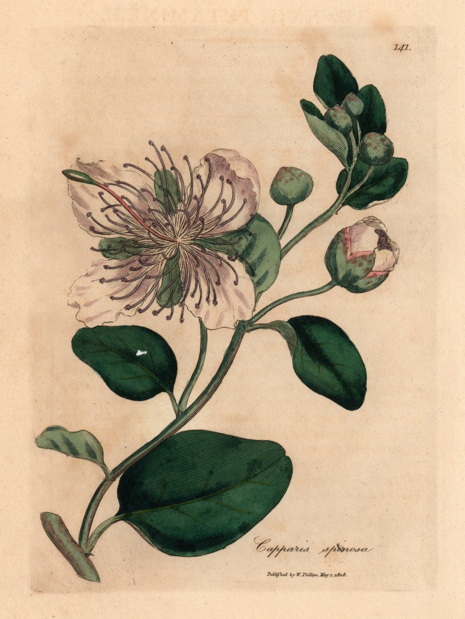 Beyaz çiçekli kapari çalısı, Capparis spinosa, William Woodville