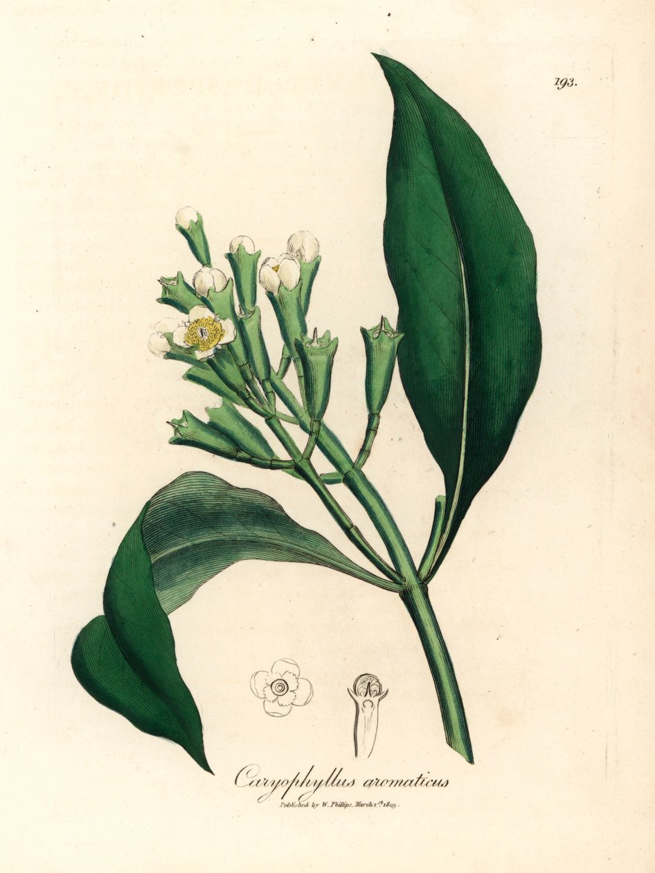 Beyaz çiçekli karanfil baharat ağacı, Caryophyllus aromaticus, William Woodville