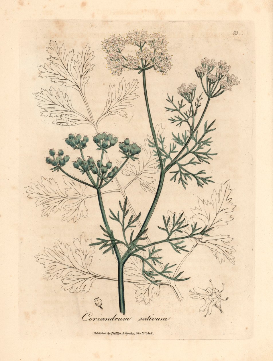 Beyaz çiçekli kişniş, Coriandrum sativum, William Woodville