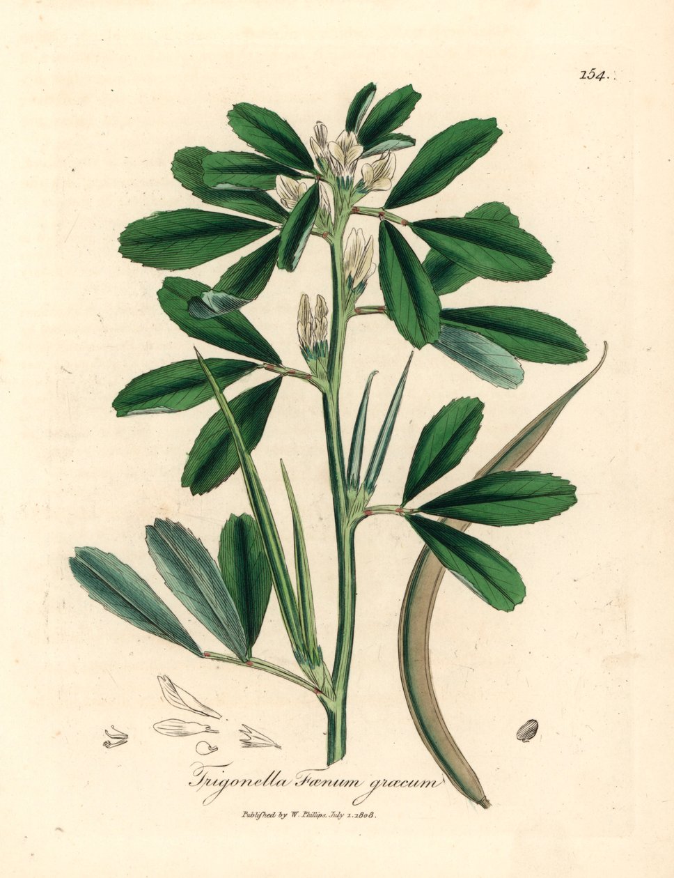 Tohum kabuğu ile beyaz çiçekli çemen, Trigonella foenum graecum, William Woodville