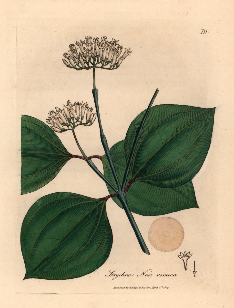 Beyaz çiçekli zehirli fındık, Strychnos nux vomica, William Woodville