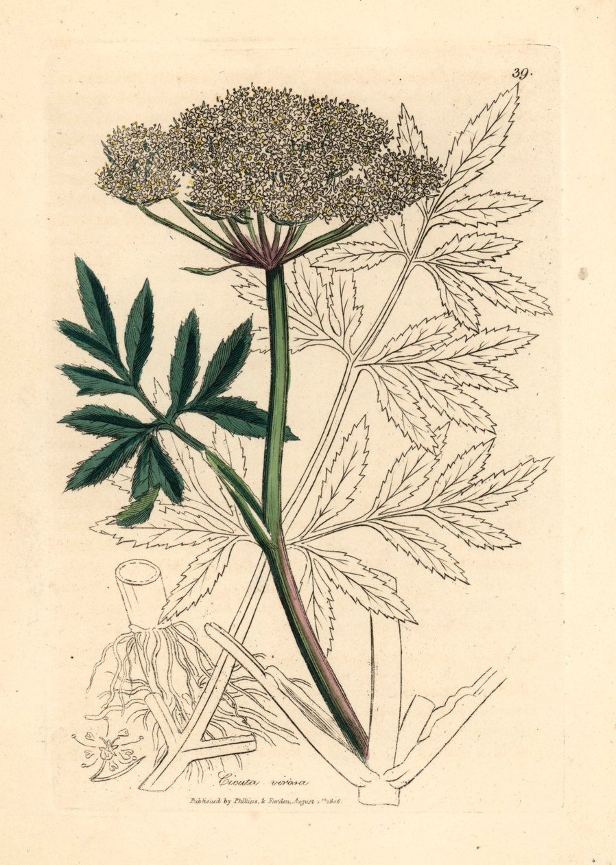 Beyaz çiçekli baldıran otu, Cicuta virosa, William Woodville