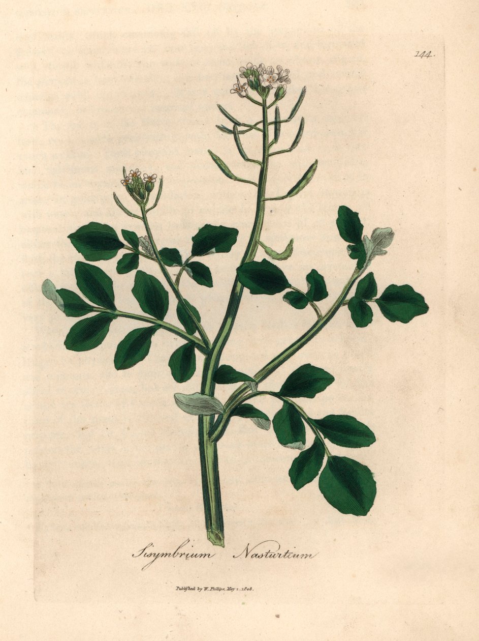 Beyaz çiçekli su teresi, Sisymbrium nasturtium, William Woodville