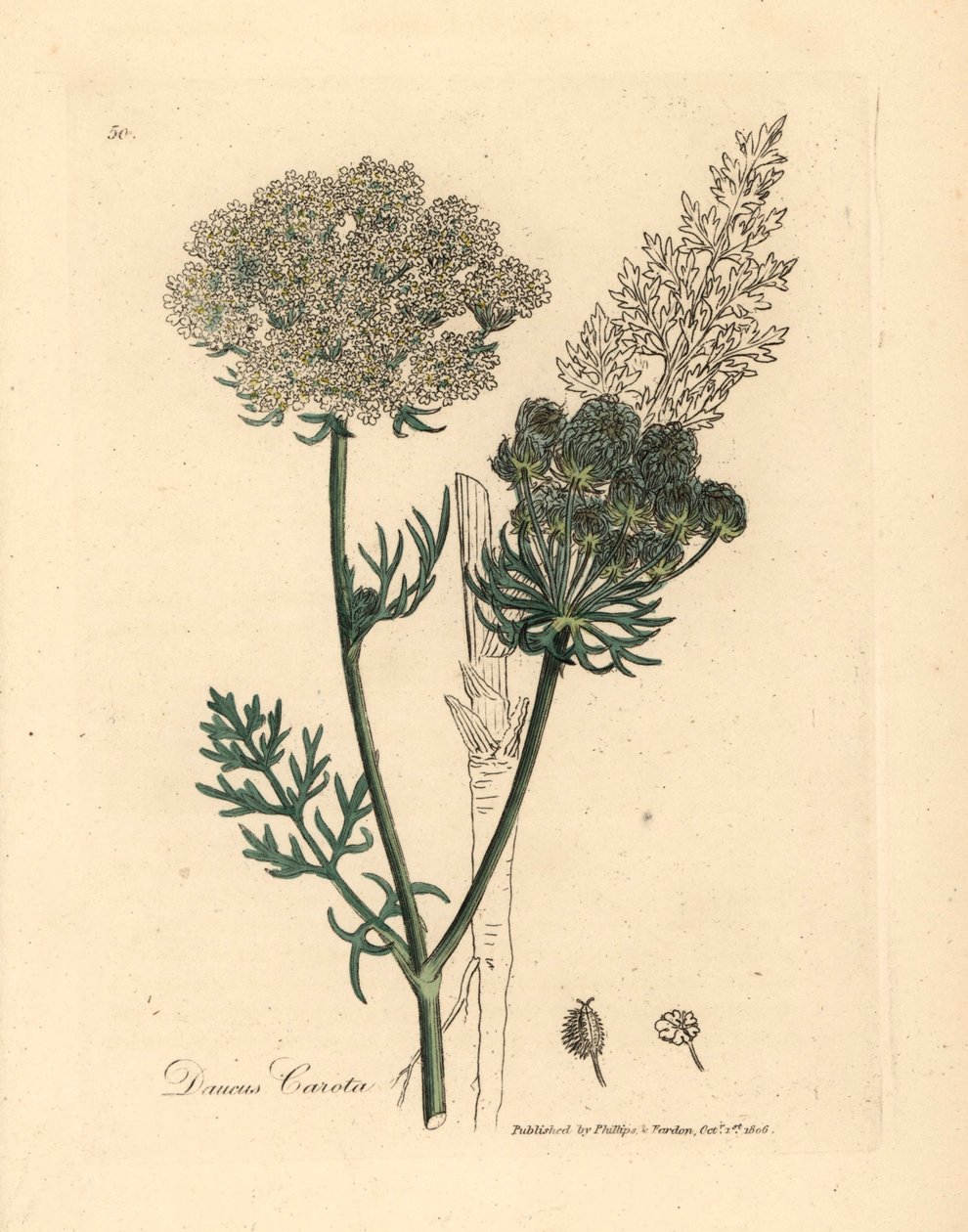 Beyaz çiçekli yabani havuç bitkisi, Daucus carota, William Woodville