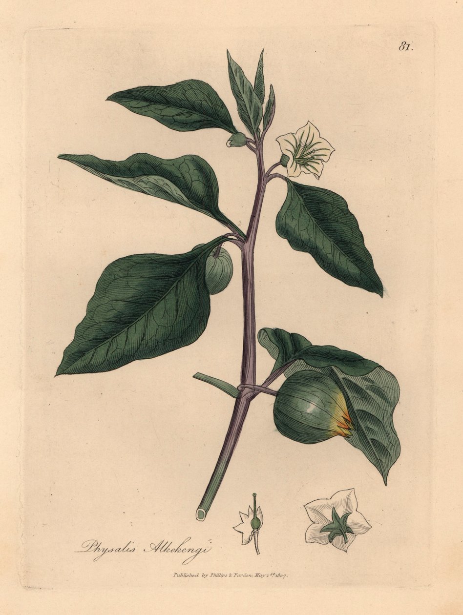 Beyaz çiçekli kış kirazı, Physalis alkekengi, William Woodville
