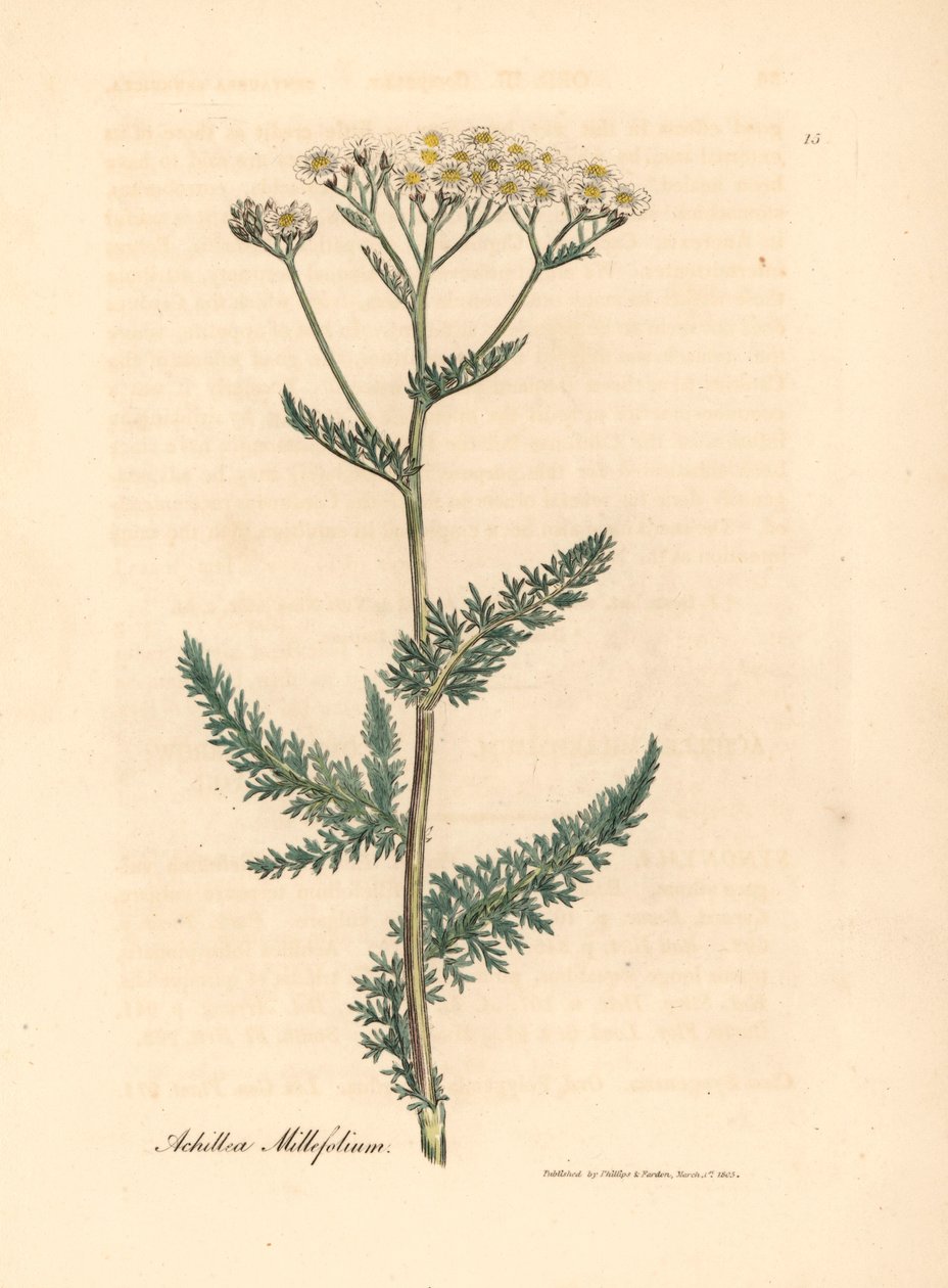 Beyaz çiçekli civanperçemi veya milfoil, Achillea millefolium, William Woodville