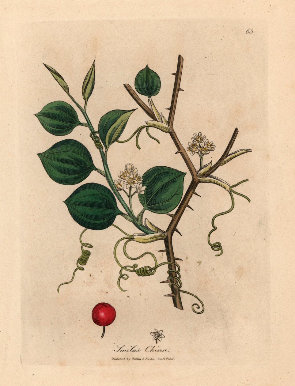 William Woodville