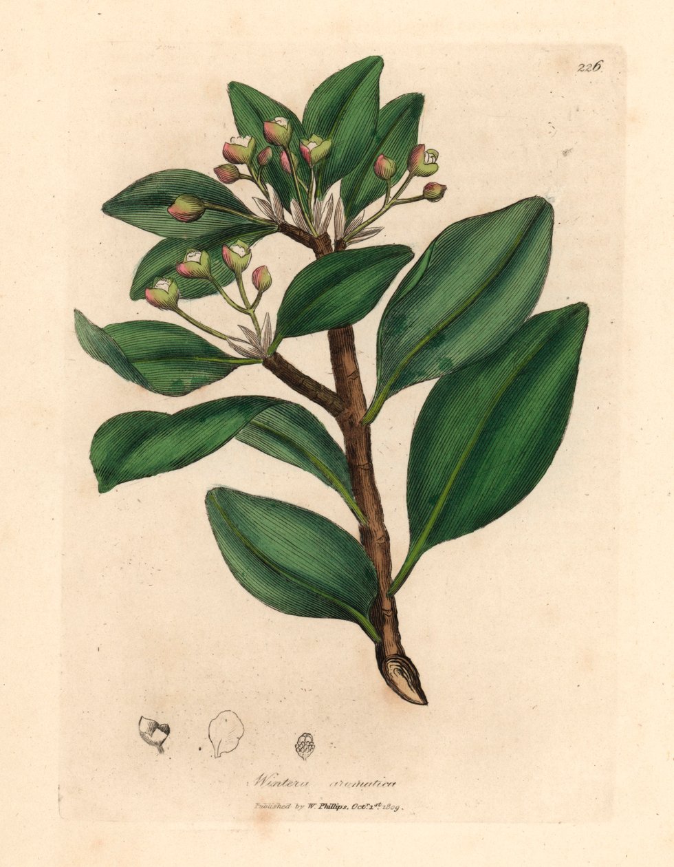 Kış kabuğu ağacı, Wintera aromatica, Drimys winteri, William Woodville