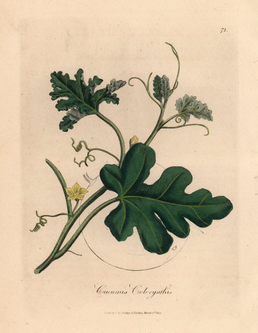 Sarı çiçekli acı salatalık, Cucumis colocynthis, William Woodville