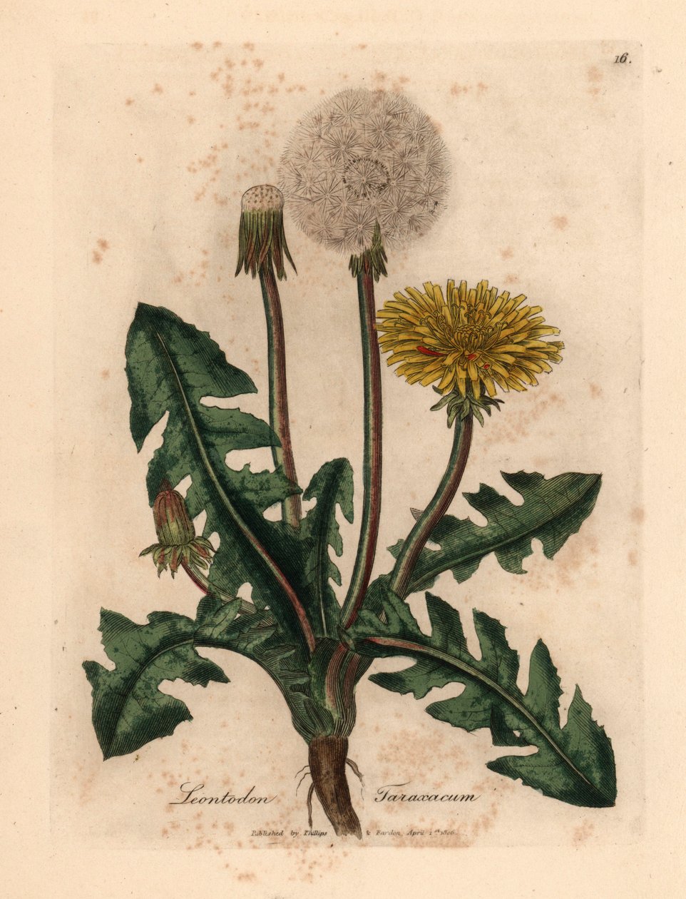 Sarı çiçekli ortak karahindiba, Leontodon taraxacum, William Woodville