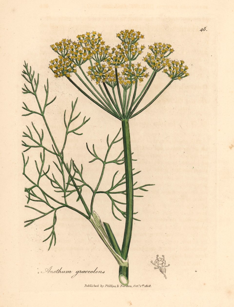 Sarı çiçekli dereotu, Anethum graveolens, William Woodville