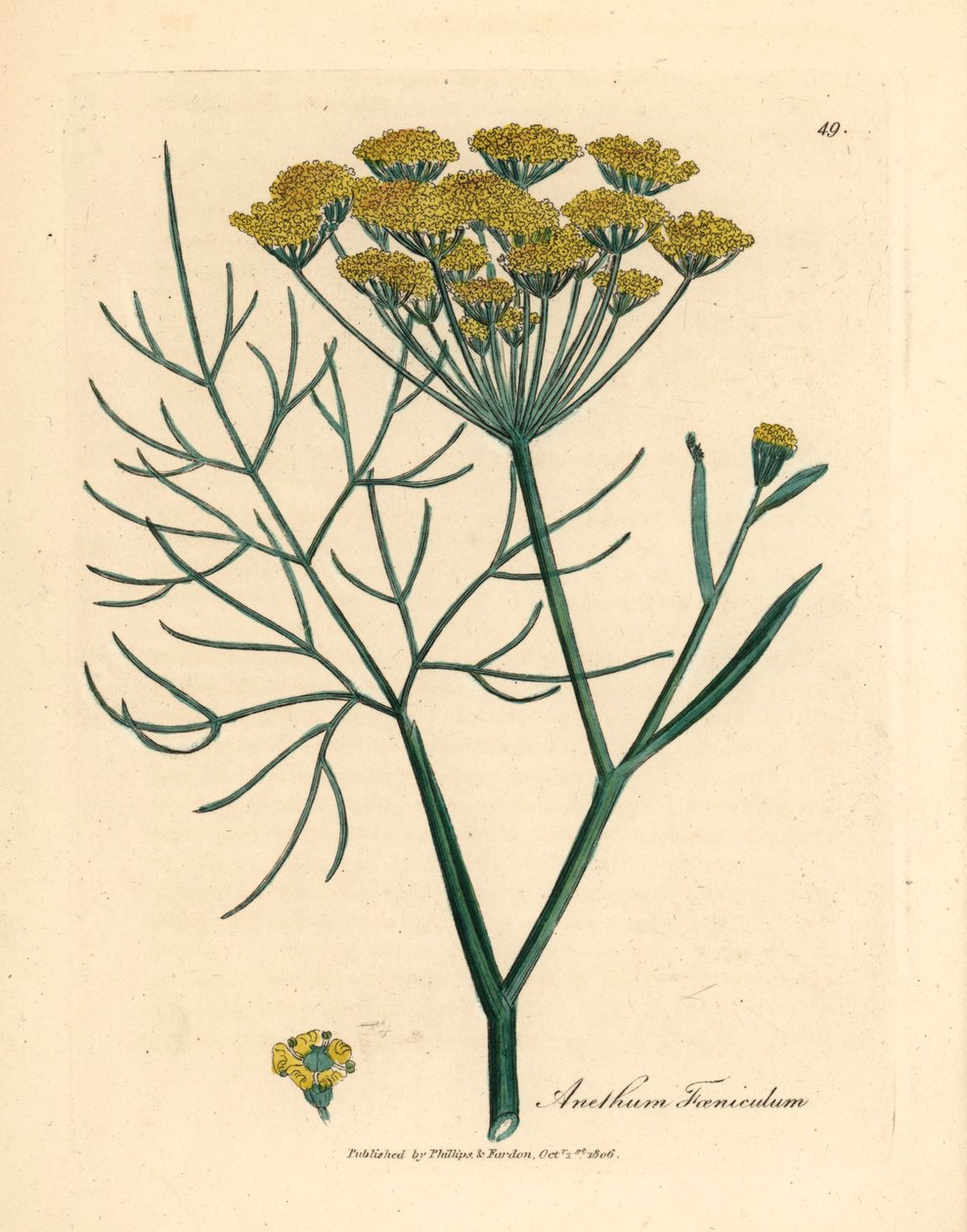 Sarı çiçekli rezene, Anethum foeniculum, William Woodville