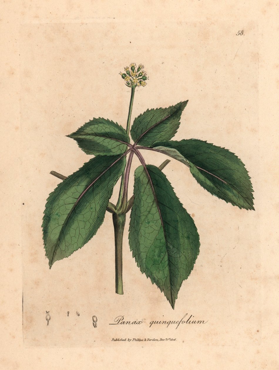 Sarı çiçekli ginseng bitkisi, Panax quinquefolium, William Woodville