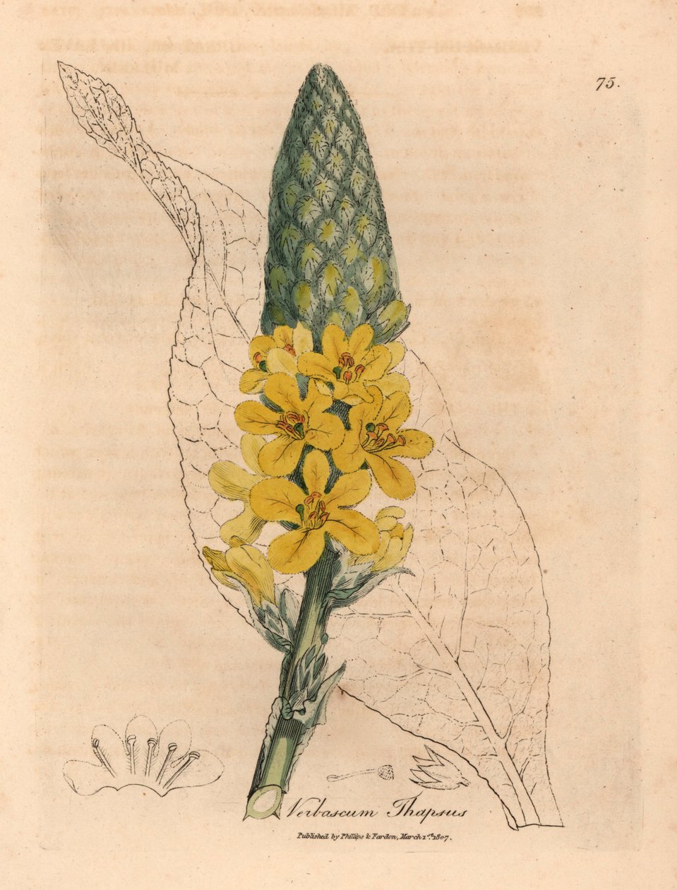 Sarı çiçekli büyük geniş yapraklı sığırkuyruğu, Verbascum thapsus, William Woodville