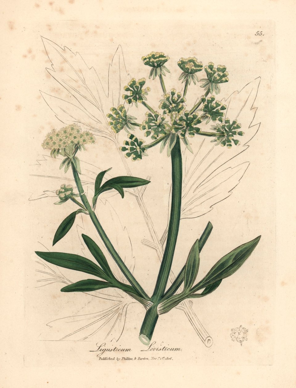 Sarı çiçekli kır çiçeği, Ligusticum levisticum, William Woodville