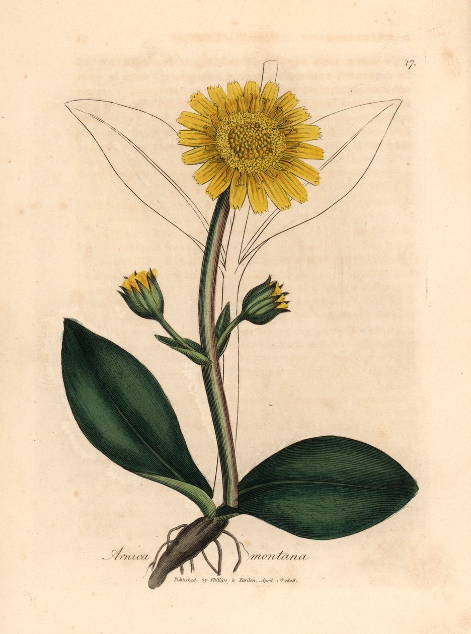Sarı çiçekli dağ arnikası, Arnica montana, William Woodville