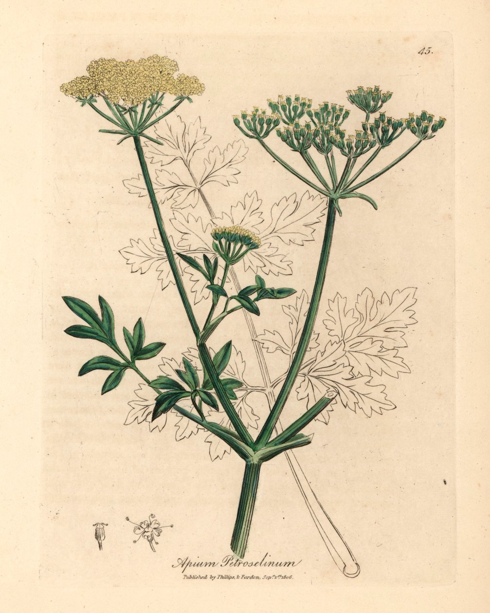 Sarı çiçekli maydanoz, Apium petroselinum, William Woodville