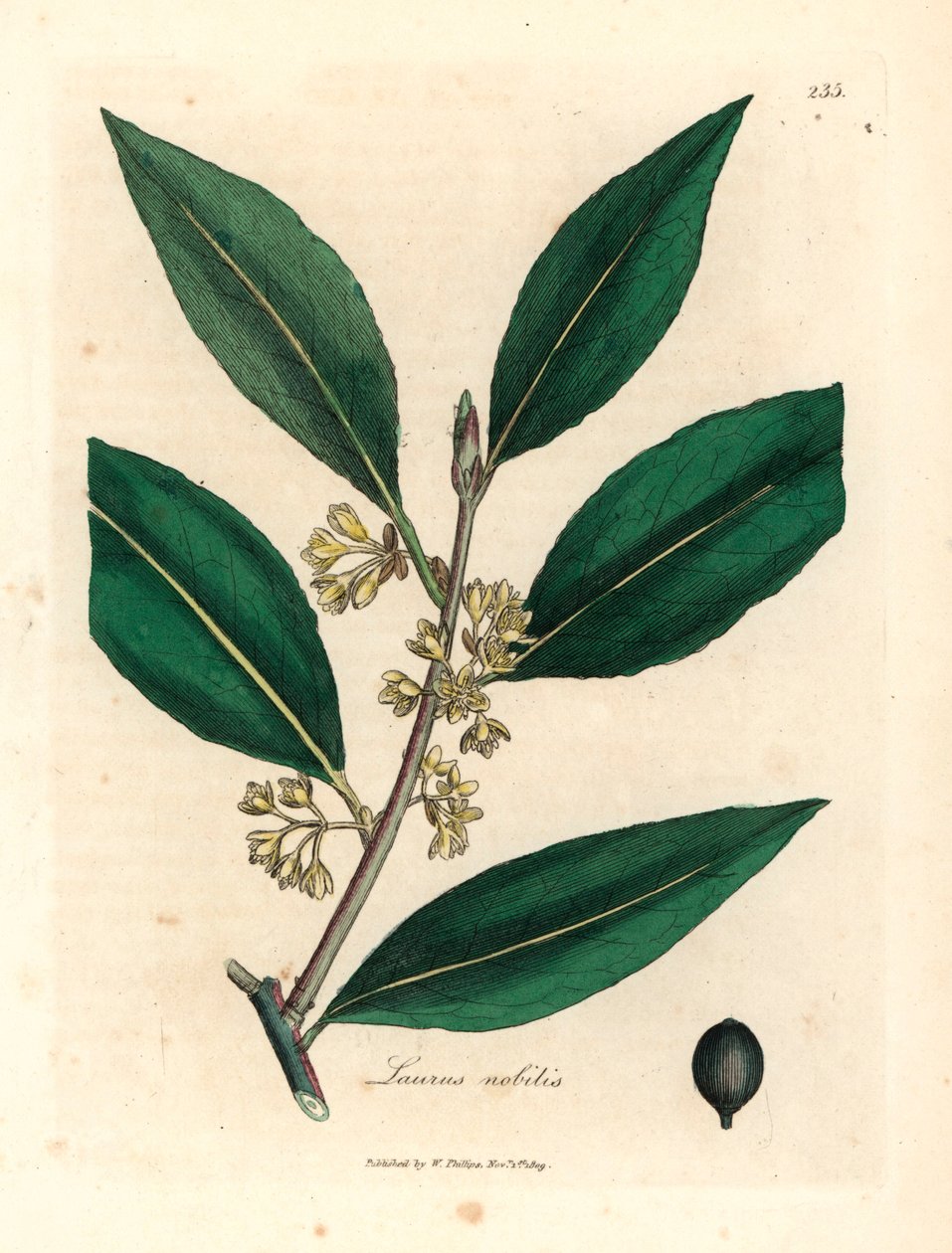 Sarı çiçekli tatlı defne yaprakları, Laurus nobilis, William Woodville