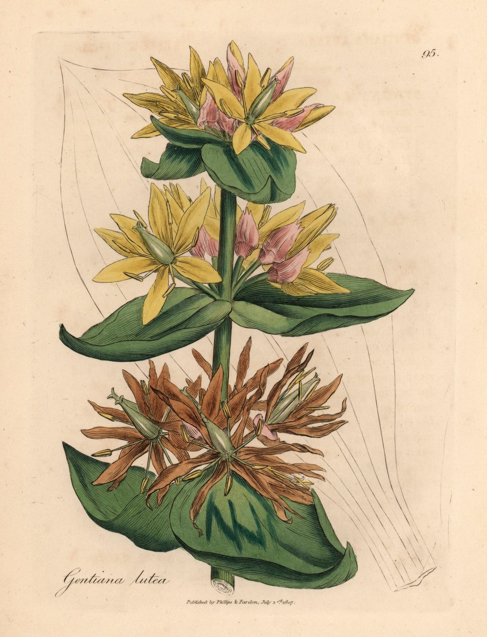 Sarı centiyana, Gentiana lutea, William Woodville