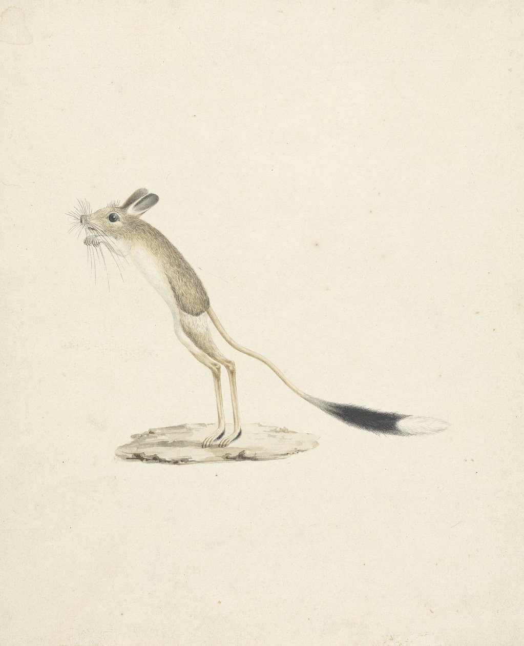 Jerboa No. 4 (kağıt üzerinde grafit üzeri wc) by James 1730 94 Bruce