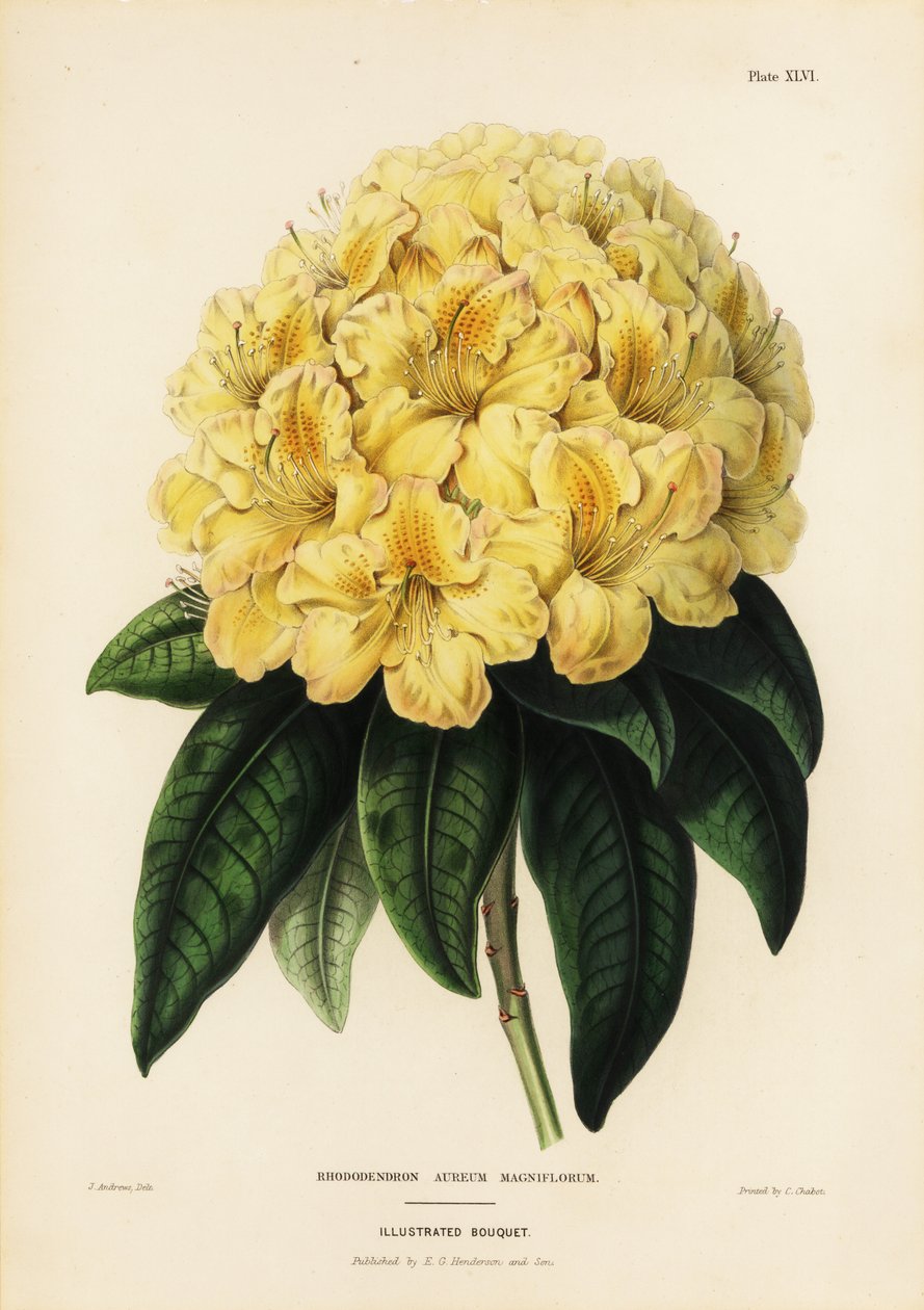 Altın ormangülü, Rhodendron aureum by James Andrews