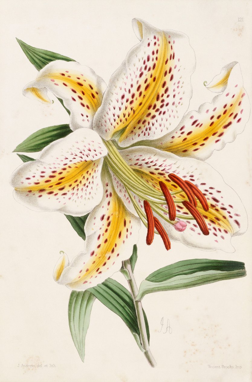 Lily, "Çiçek Dergisi"nden, 1861-71 by James Andrews