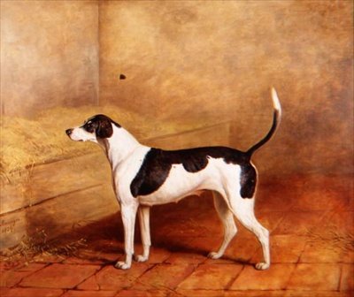 Bir Ahırda Hound 