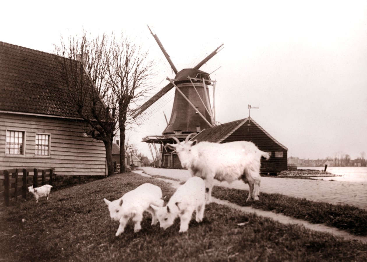 Keçiler, Laandam, Hollanda, 1898. by James Batkin